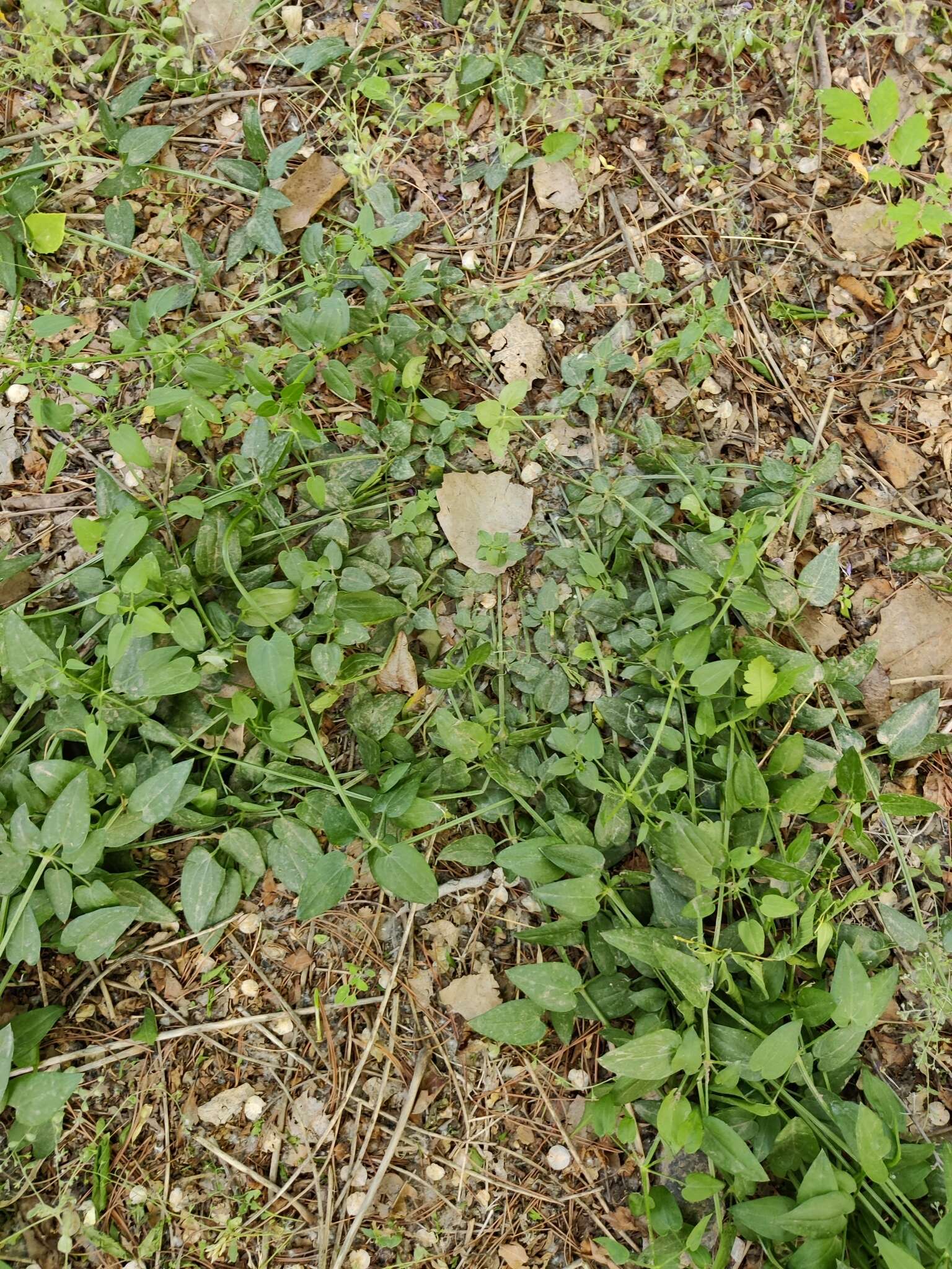 Plancia ëd Rubia cordifolia L.