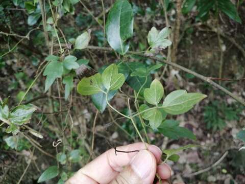 Image of Clematis formosana Kuntze