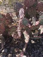 Image of Brownspine Pricklypear