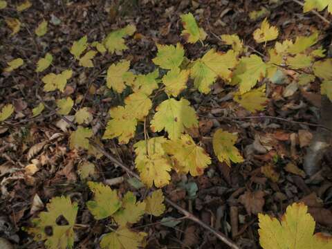 Image of Ribes maximoviczianum Kom.