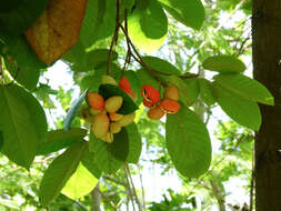 Imagem de Sterculia cordata Bl.