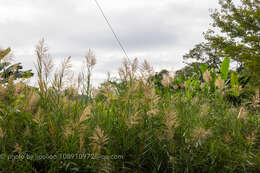 Image of Tropical Reed