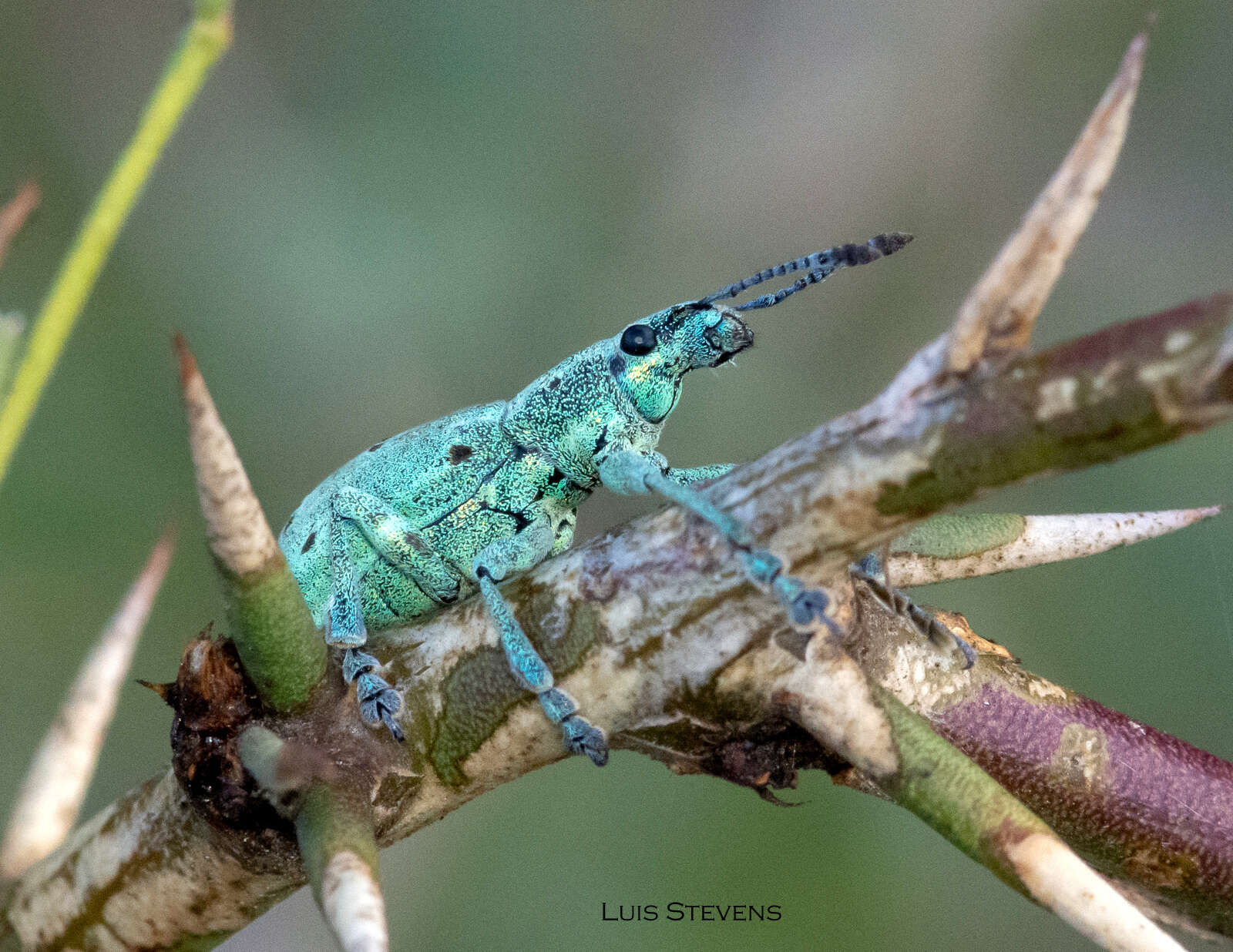 Image of Ericydeus forreri Champion 1911