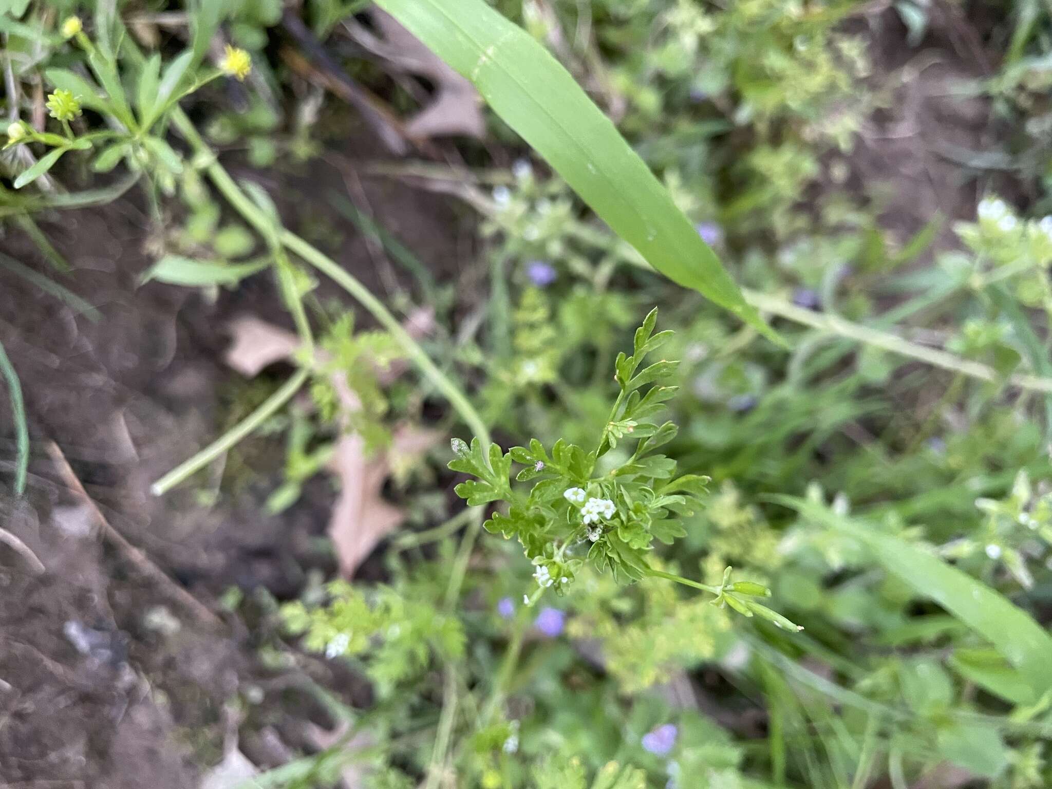 Image of spreading chervil