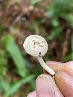 Image of Hygrocybe pusilla (Peck) Murrill 1916