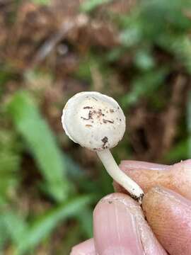 Слика од Hygrocybe pusilla (Peck) Murrill 1916