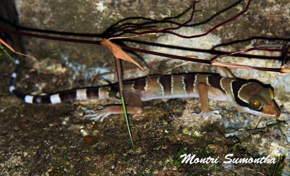 Image of Malayan Forest Gecko