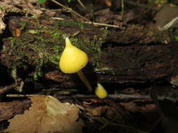 Слика од Entoloma murrayi (Berk. & M. A. Curtis) Sacc. 1899