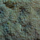 Image of Fimbriaphyllia yaeyamensis (Shirai 1980)