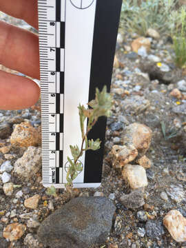 Image of California cottonrose