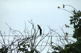 Image of Broad-tailed Paradise Whydah