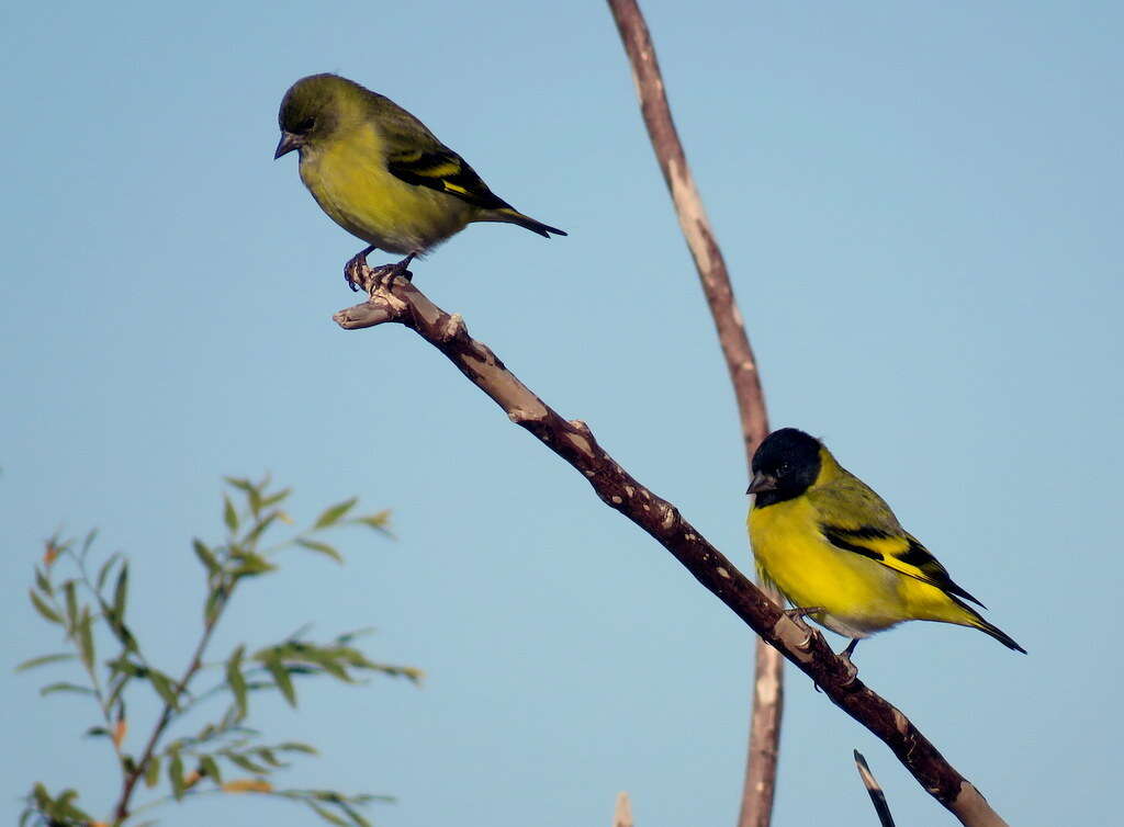 Image of Hooded Siskin