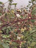 Imagem de Rubus boliviensis Focke