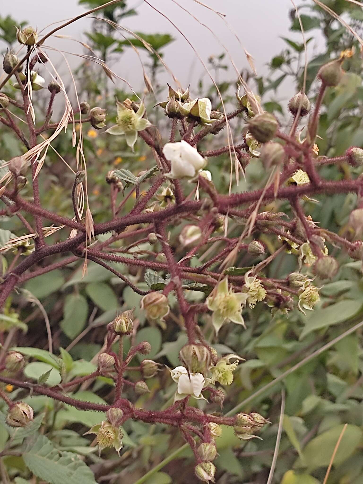 Imagem de Rubus boliviensis Focke