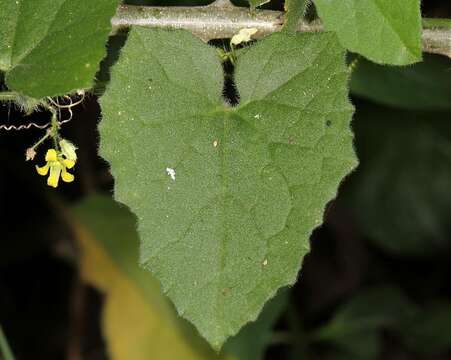 Image of Kedrostis foetidissima (Jacq.) Cogn.