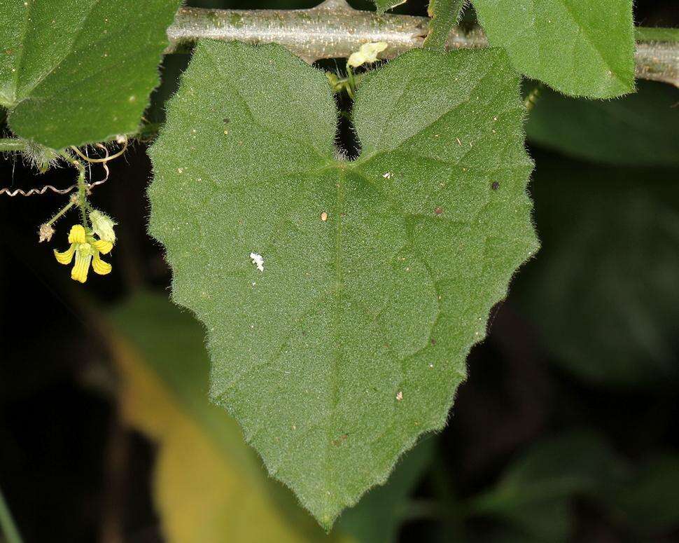 Kedrostis foetidissima (Jacq.) Cogn. resmi