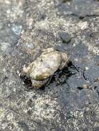 صورة Leptodius affinis (De Haan 1835)