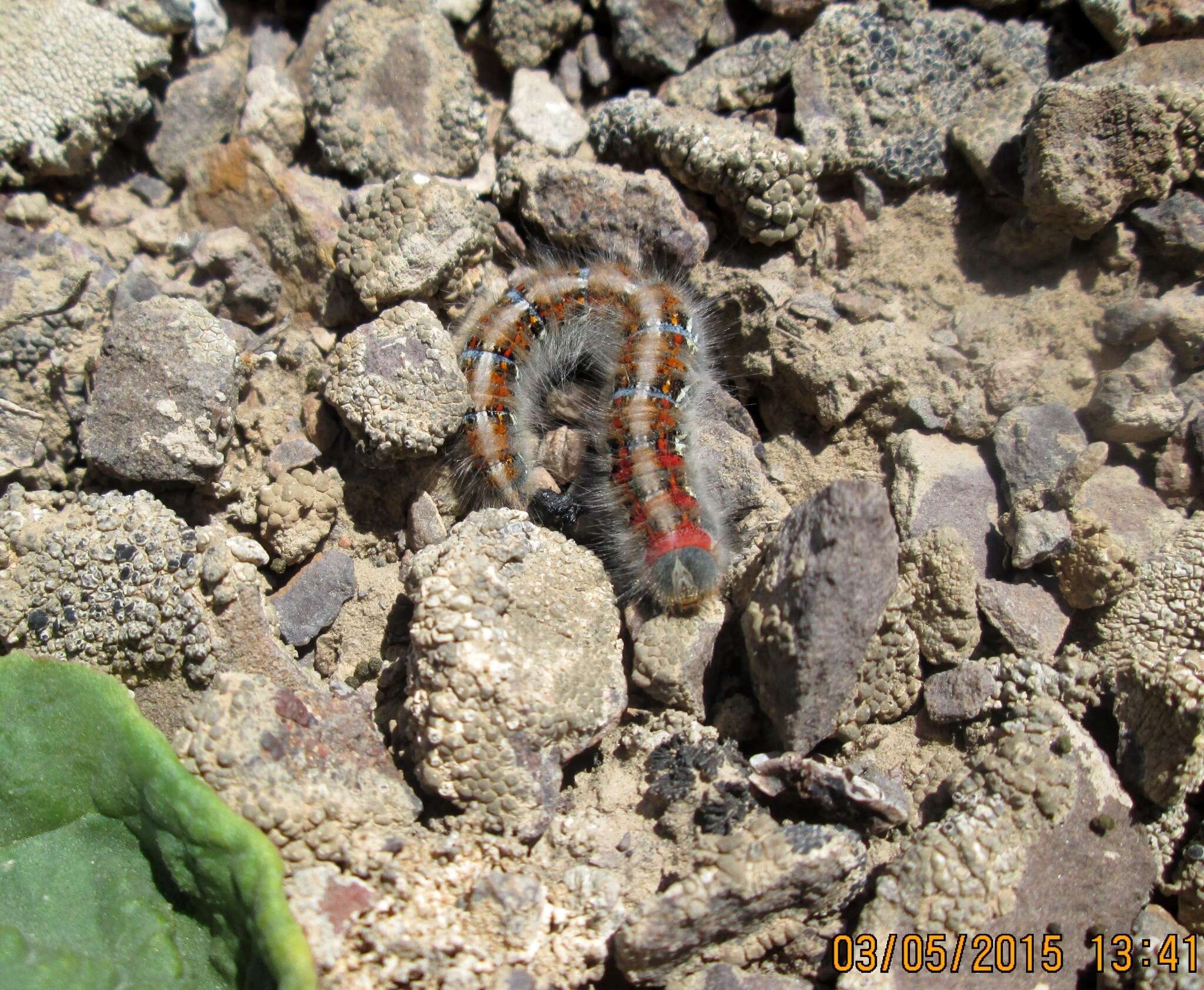 Image de Lasiocampa eversmanni Eversmann 1843