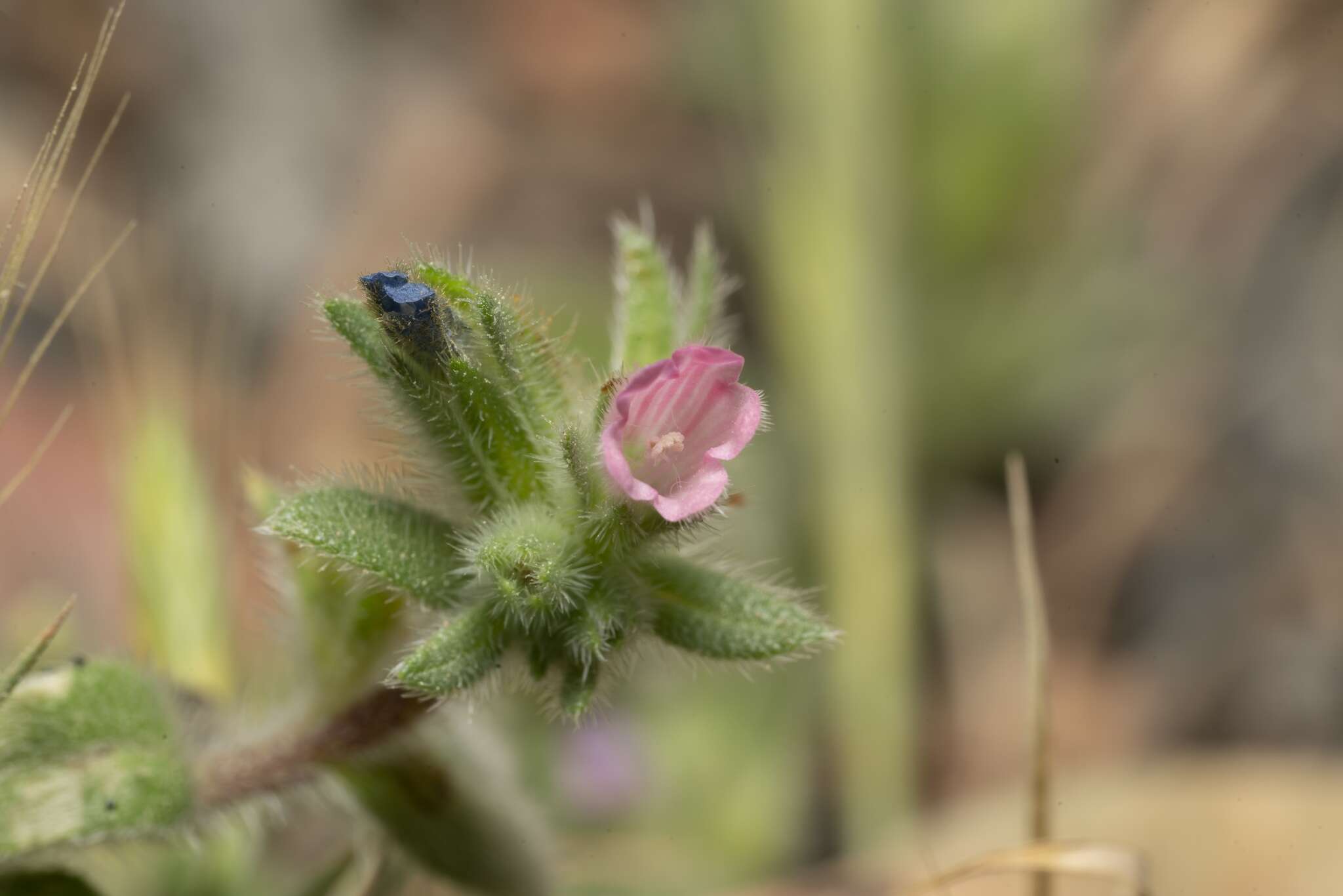 Image of Echium parviflorum Moench