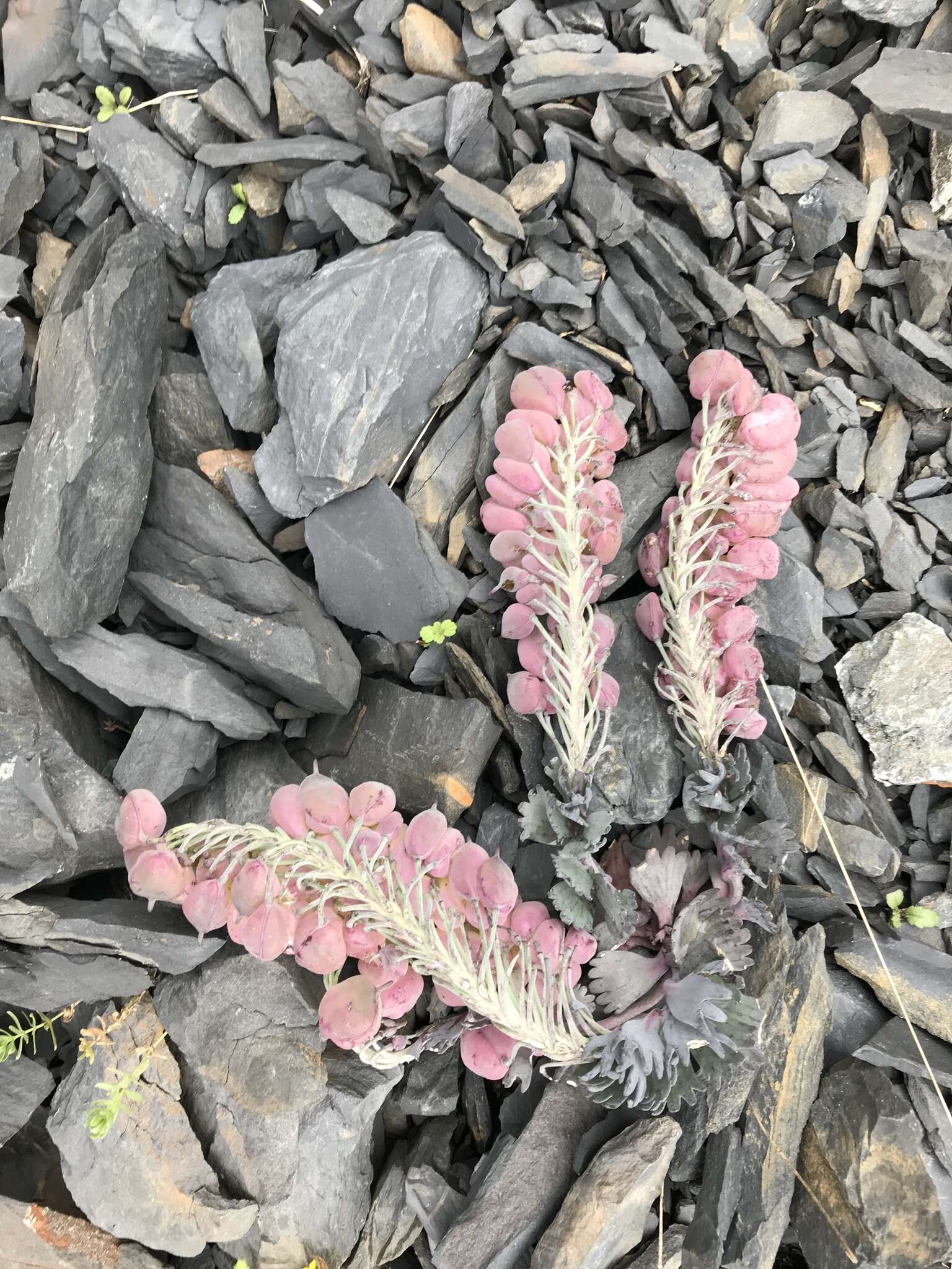 Pseudovesicaria digitata (C. A. Mey.) Rupr. resmi