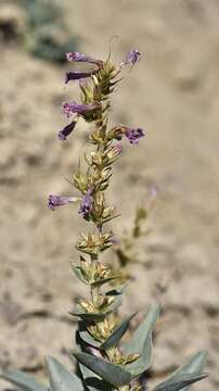 Image of Flowers' beardtongue