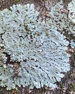 Image of shield lichen