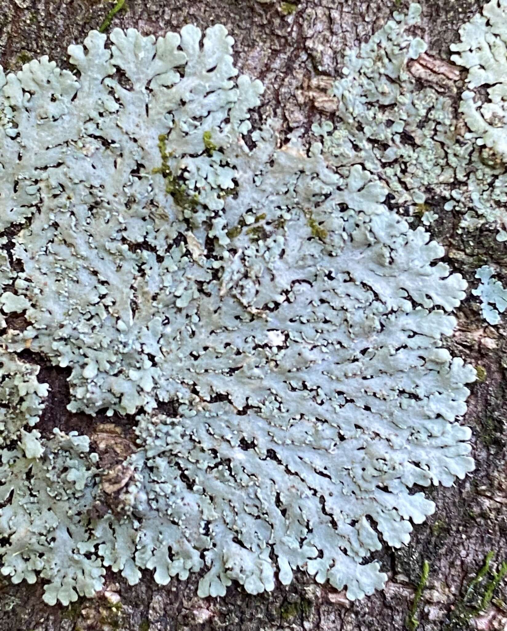 Image of shield lichen