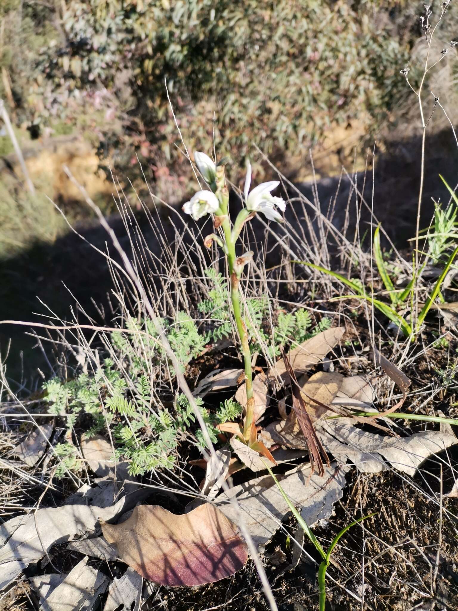 Image of Chloraea multiflora Lindl.