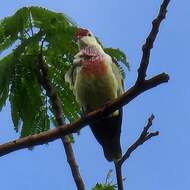 Image of Many-colored Fruit Dove