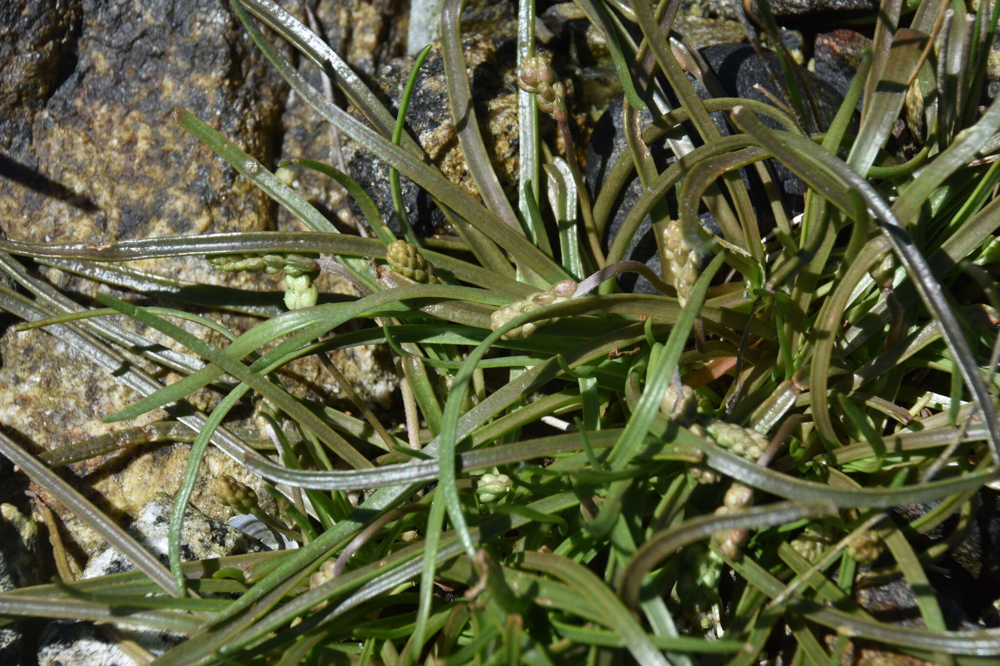 Image of goose tongue