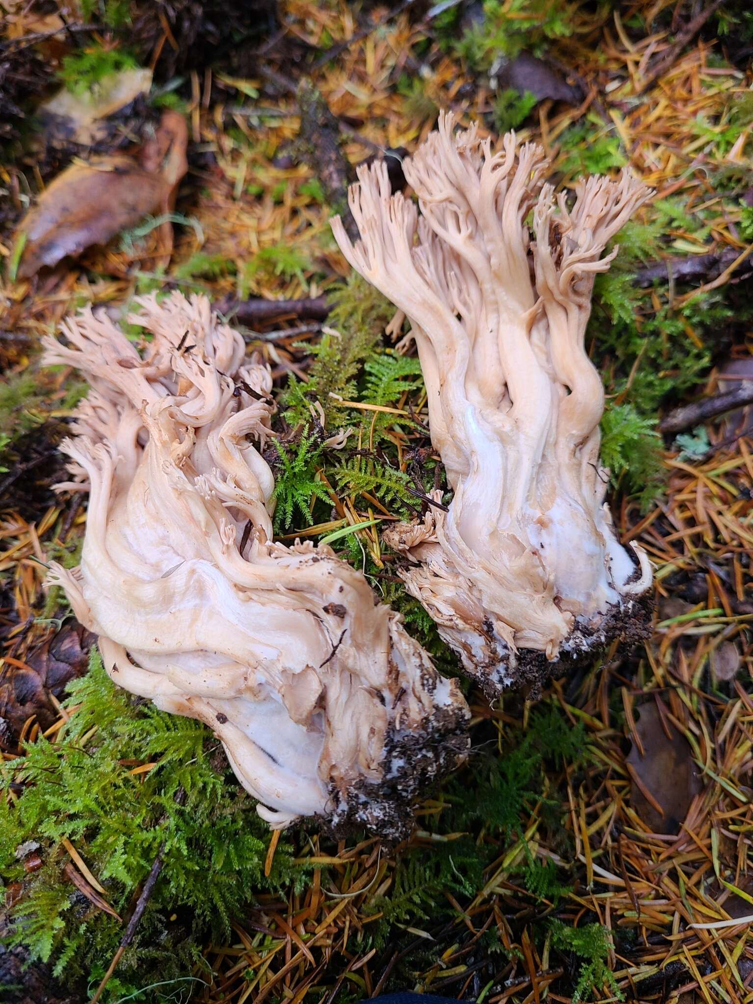 Image de Ramaria acrisiccescens Marr & D. E. Stuntz 1974