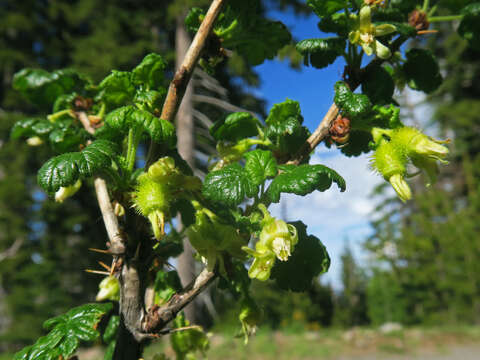 Image of spring gooseberry