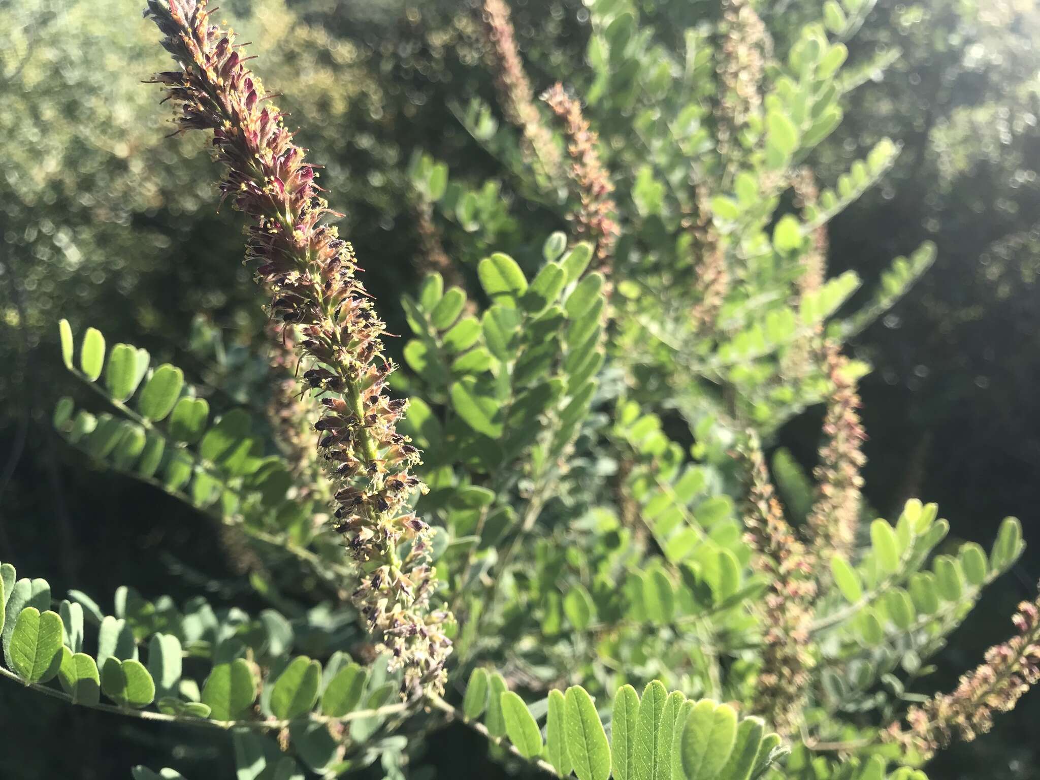 Amorpha californica var. californica的圖片