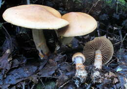 Image of Cortinarius armillatus (Fr.) Fr. 1838