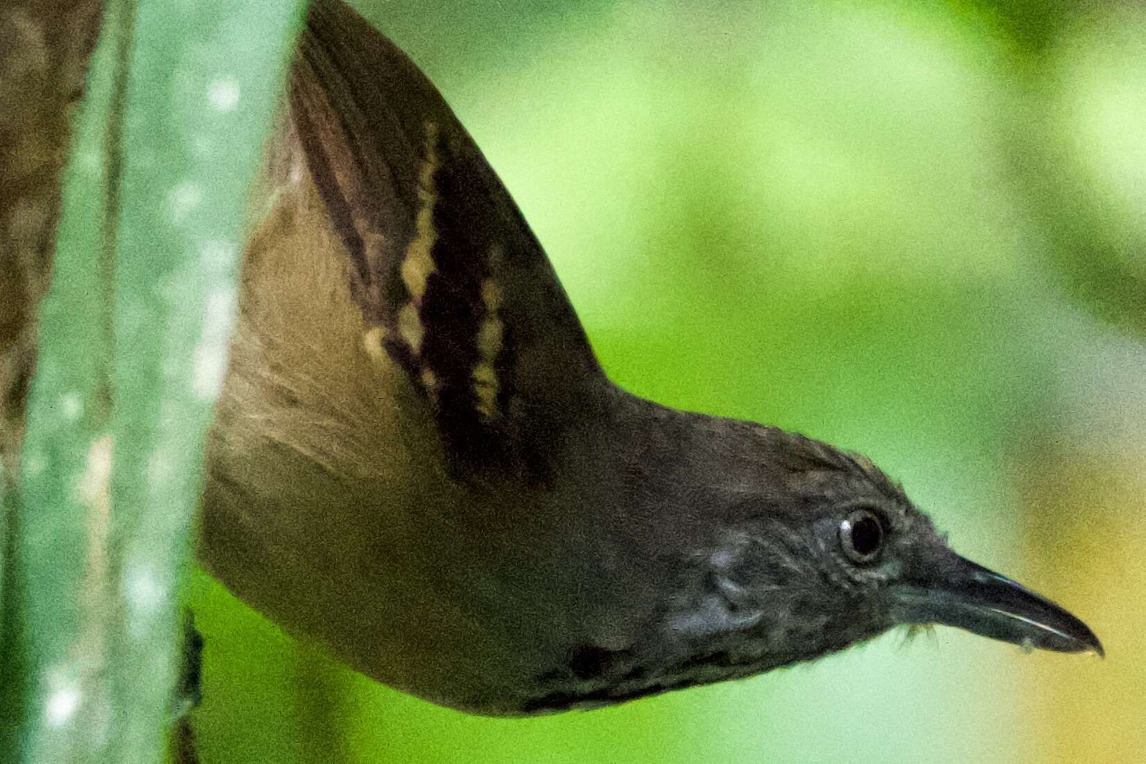 Image of Checker-throated Antwren