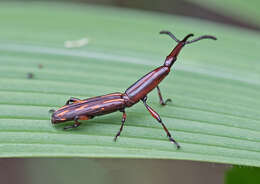 Image of Brentus vulneratus Gyllenhal 1833