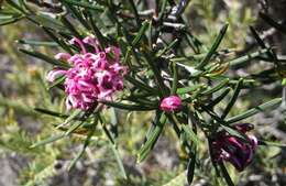 Image of Grevillea confertifolia F. Müll.