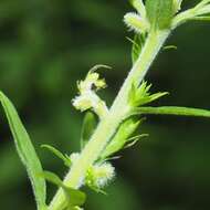 صورة Rhopalomyia anthophila (Osten Sacken 1869)