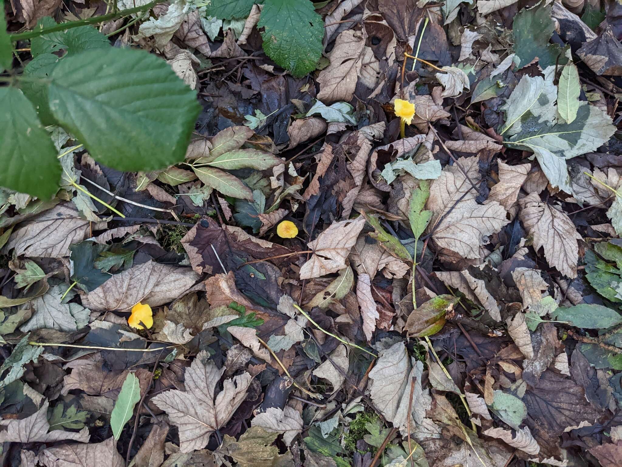 Image de Hygrocybe glutinipes (J. E. Lange) R. Haller Aar. 1956