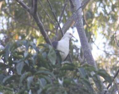 Image of White-headed Pigeon