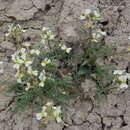 Plancia ëd Chorispora iberica (M. Bieb.) DC.