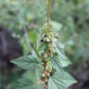 Malvastrum bicuspidatum (S. Wats.) Rose resmi