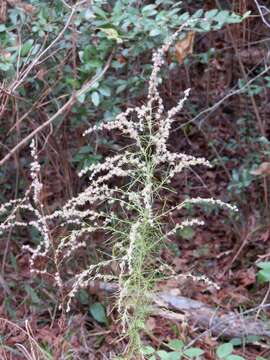 Image de Eupatorium capillifolium (Lam.) Small