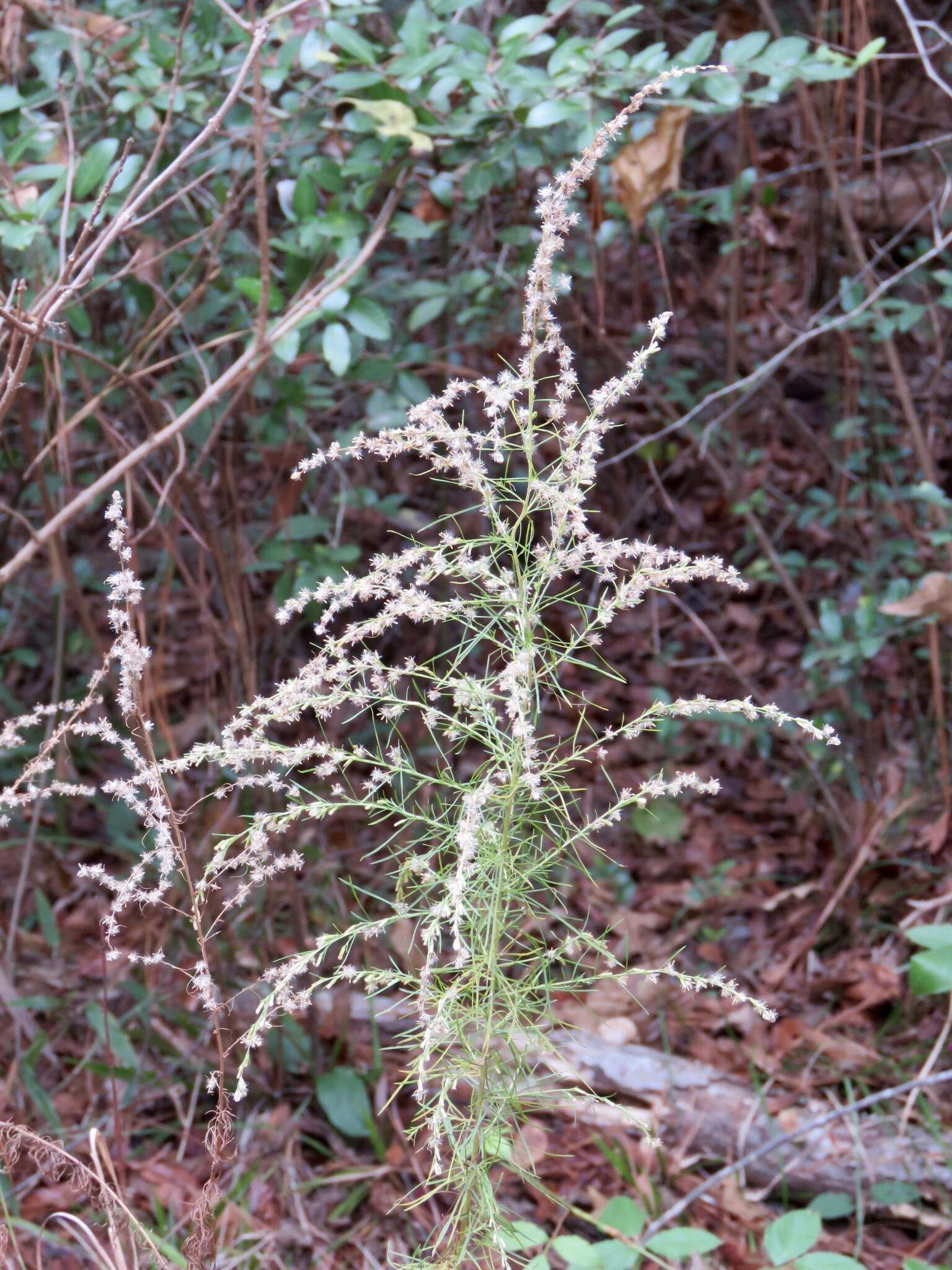 Eupatorium capillifolium (Lam.) Small的圖片