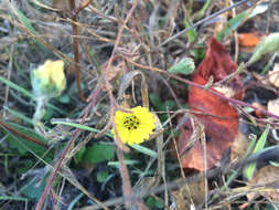 Image of hayfield tarweed