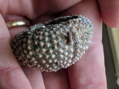 Image of Atlantic purple sea urchin