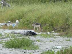Image of Vancouver Island Wolf