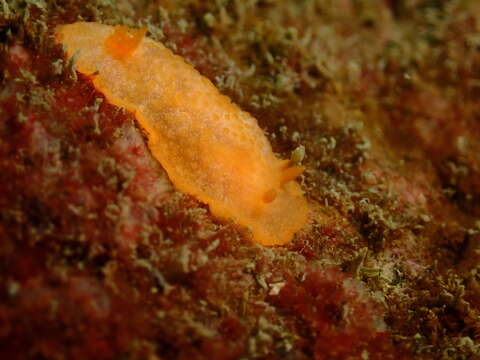 Image of Scribbled nudibranch