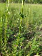 Image of Silene tatarica (L.) Pers.