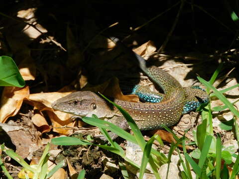 Image of Giant ameiva